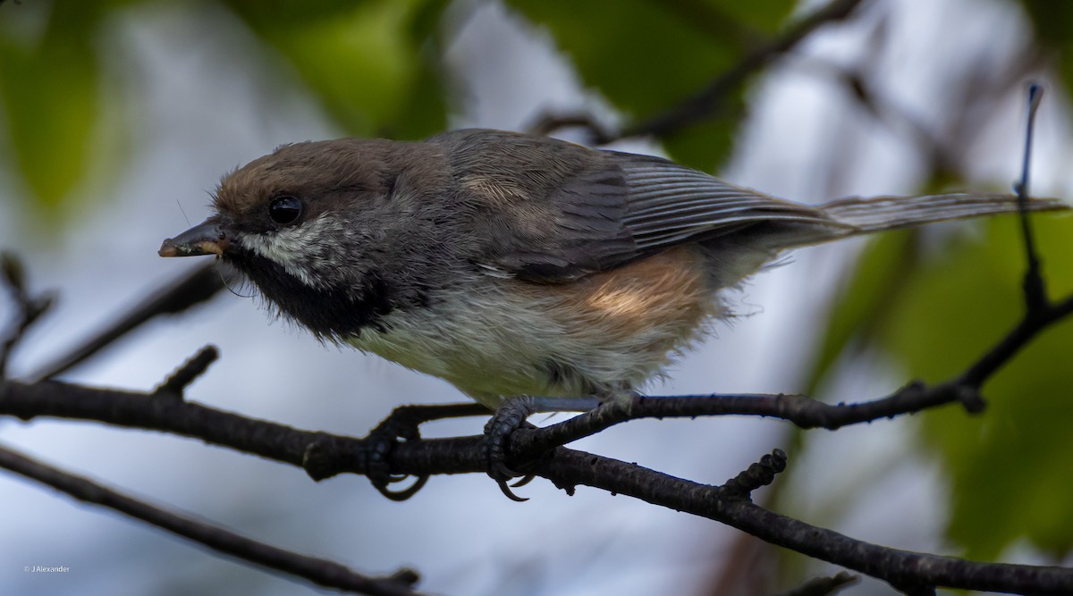 Boreal Chickadee - ML620617240