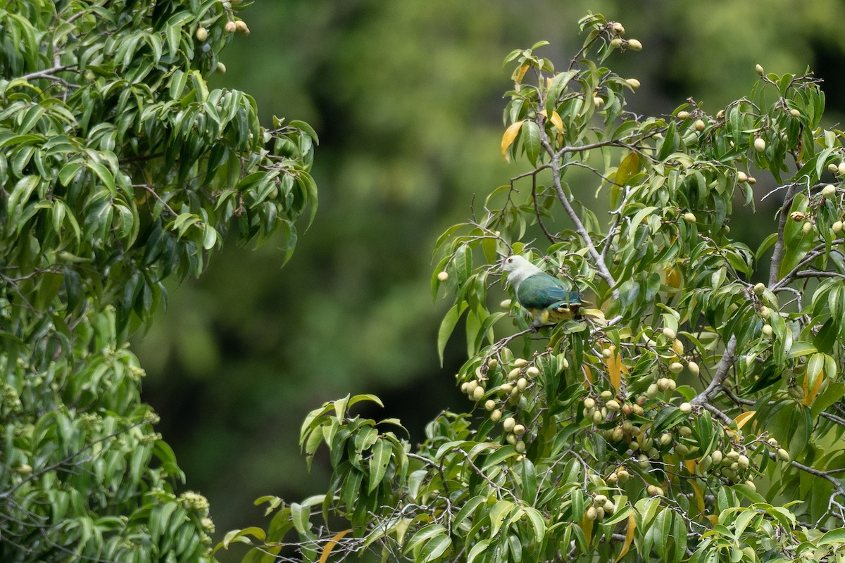 Palau Fruit-Dove - ML620617242