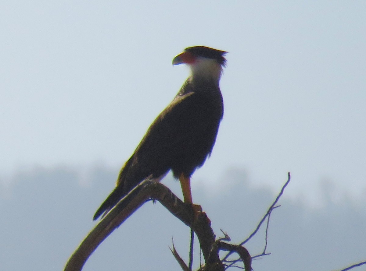 Caracara huppé - ML620617243