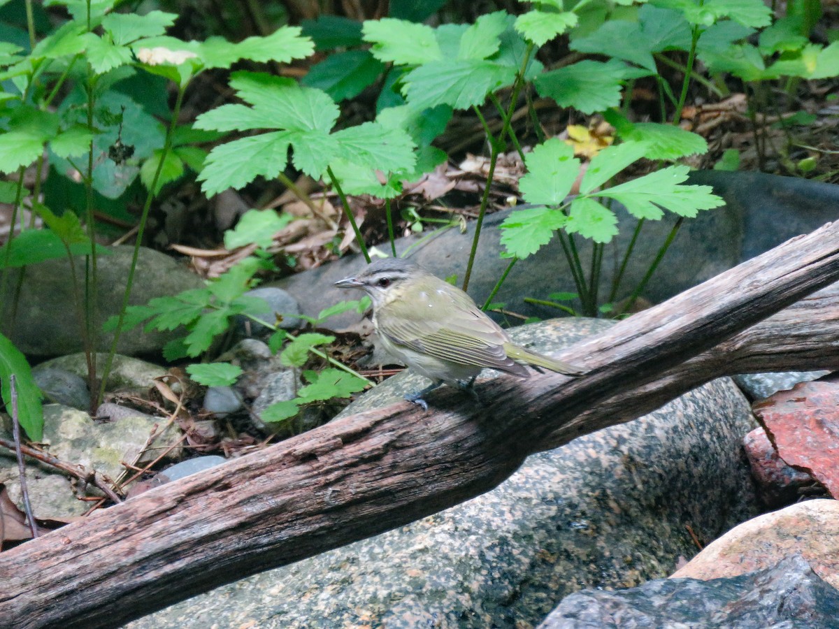 Kızıl Gözlü Vireo - ML620617245