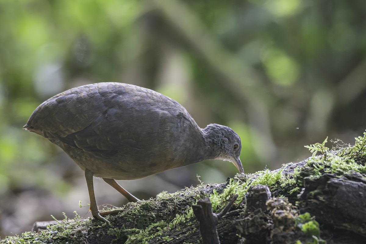 Little Tinamou - ML620617246