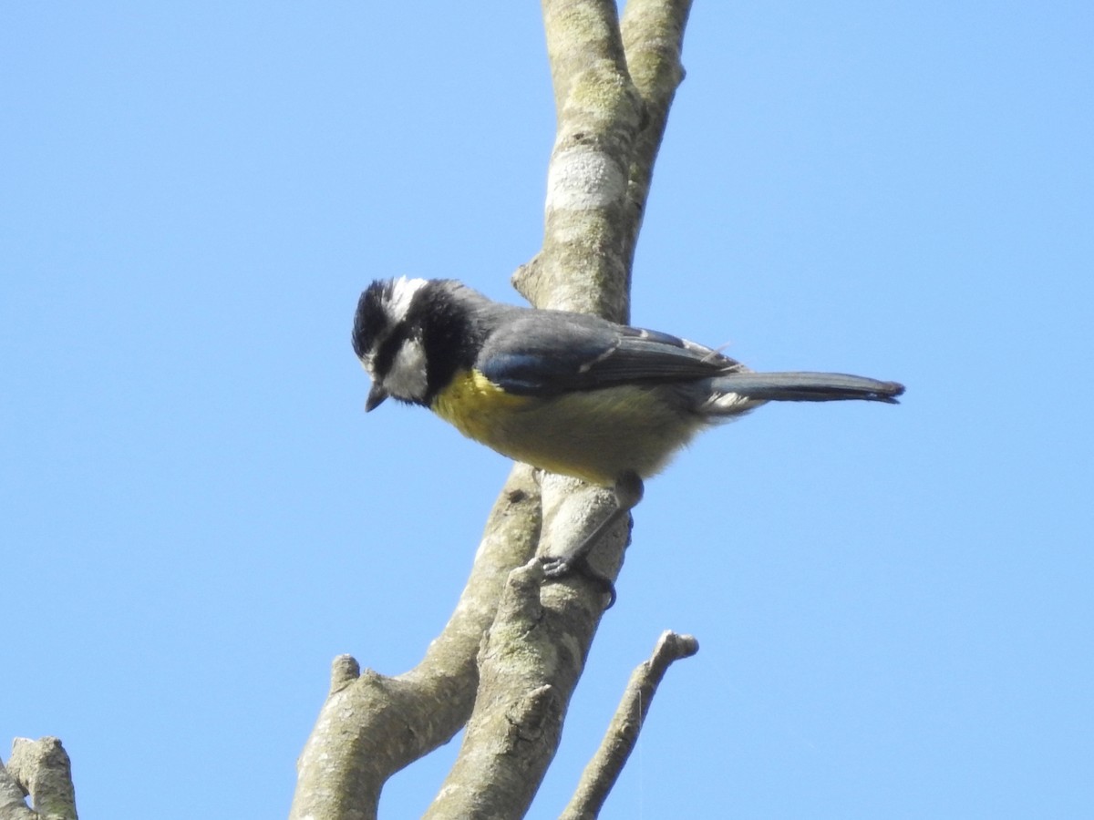 African Blue Tit - ML620617247