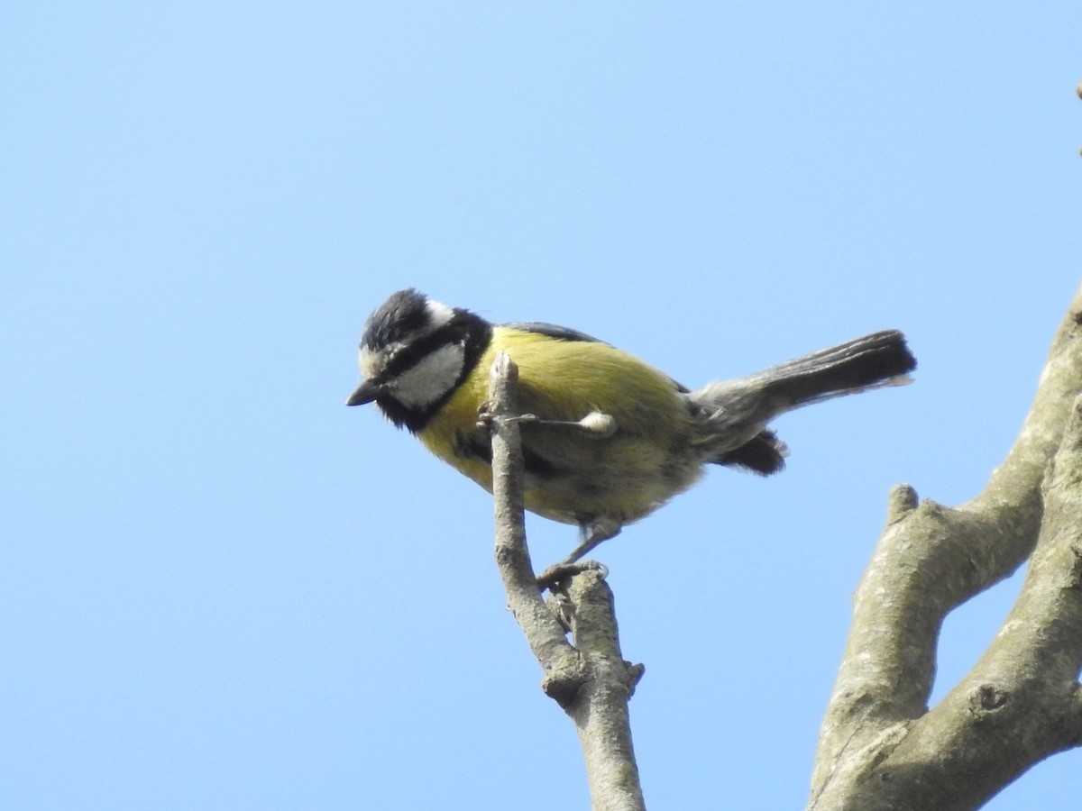 African Blue Tit - ML620617248