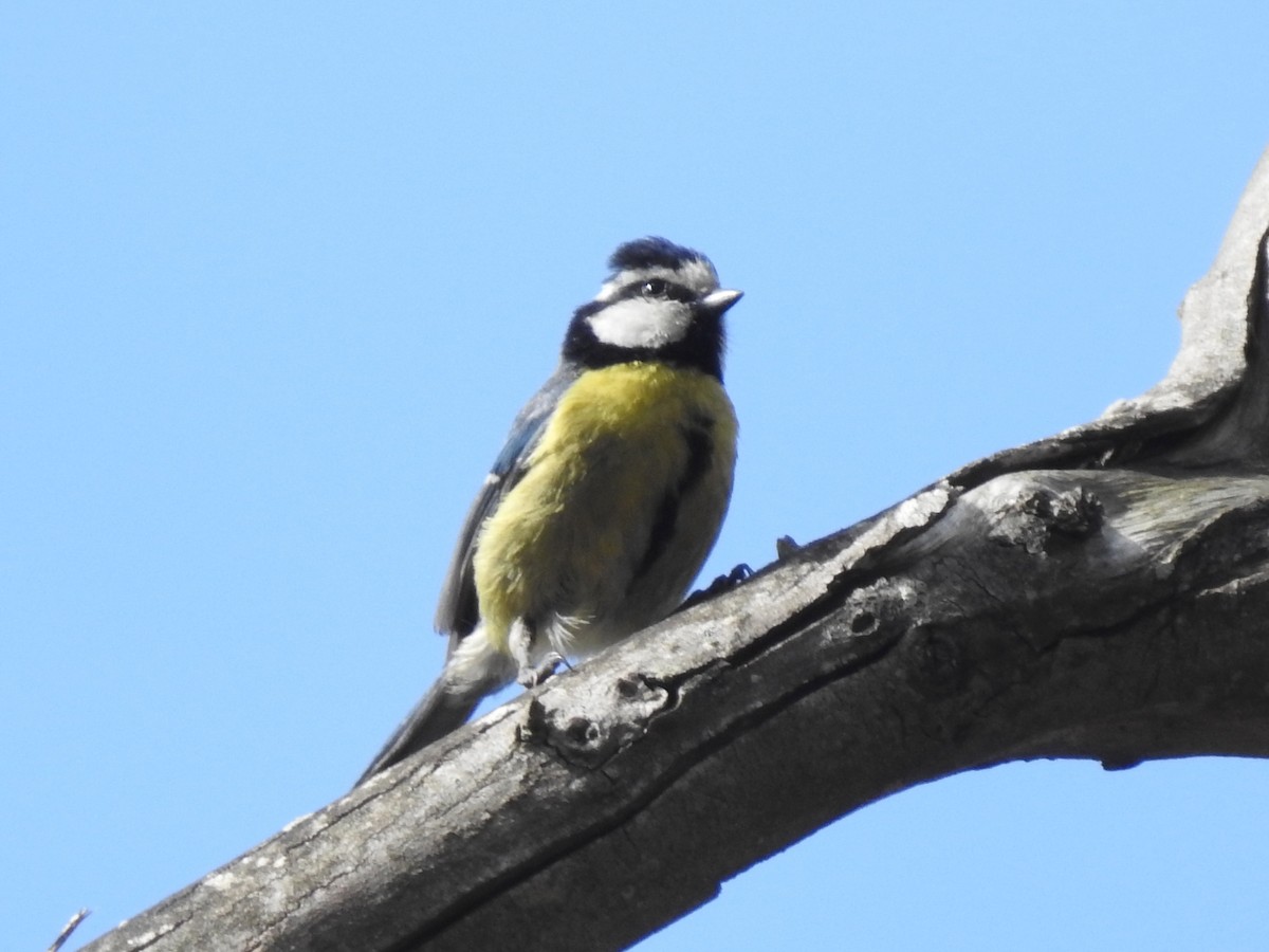 African Blue Tit - ML620617249