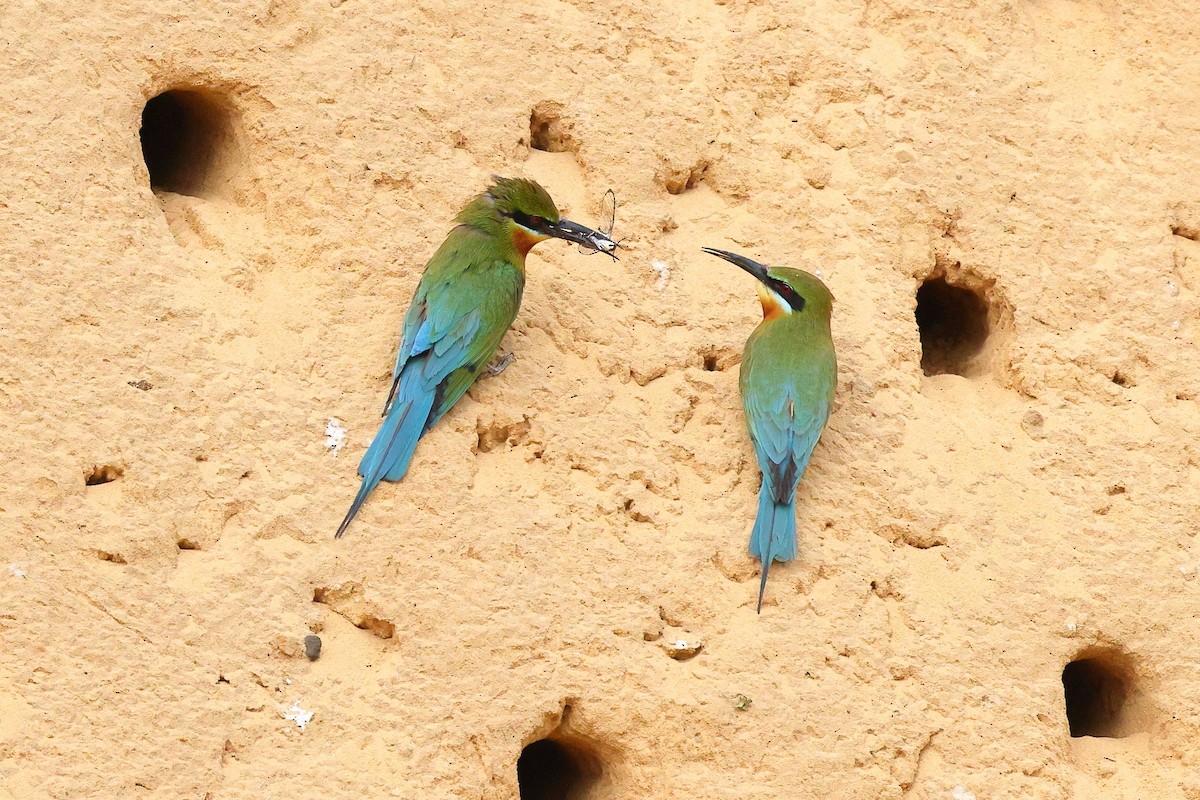 Blue-tailed Bee-eater - ML620617250