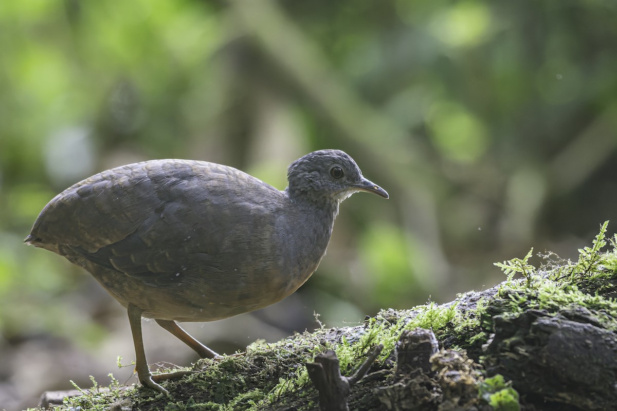 Little Tinamou - ML620617251