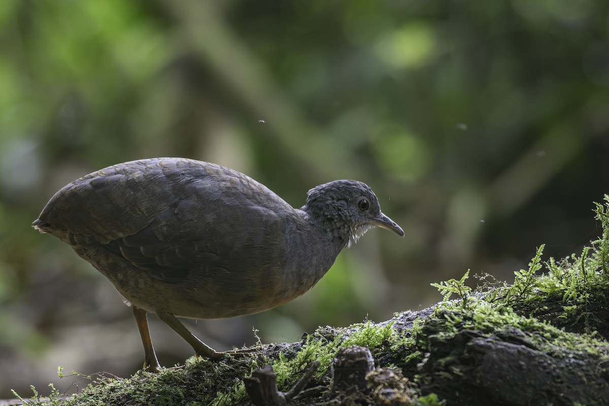 Little Tinamou - ML620617254