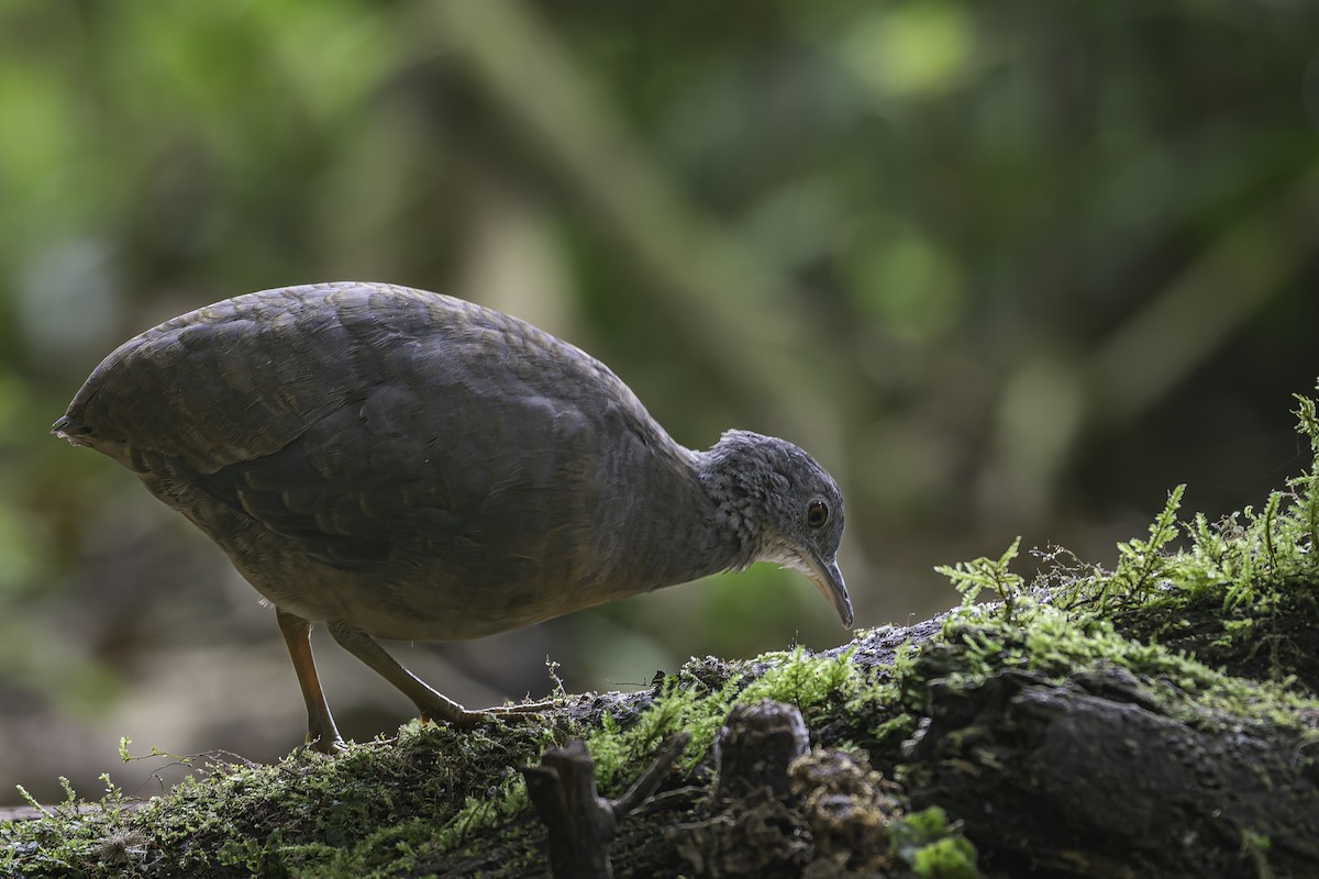 Little Tinamou - ML620617256