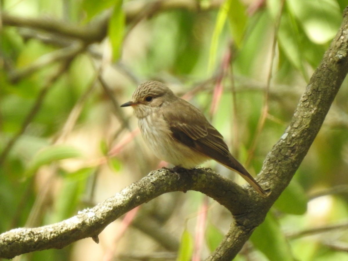 Spotted Flycatcher - Lois Santos Pérez