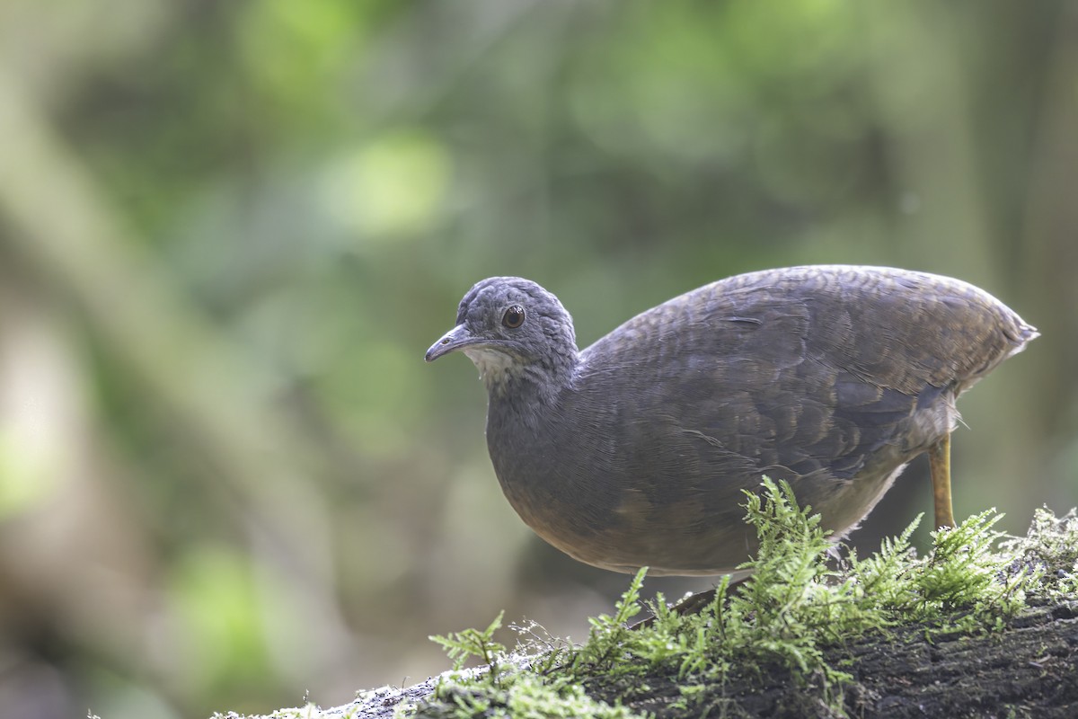 Little Tinamou - ML620617267