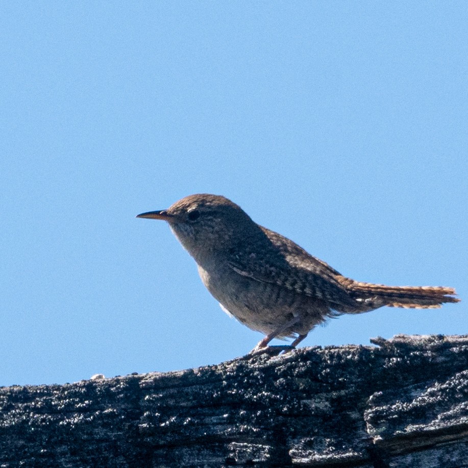 House Wren - Robert Clark