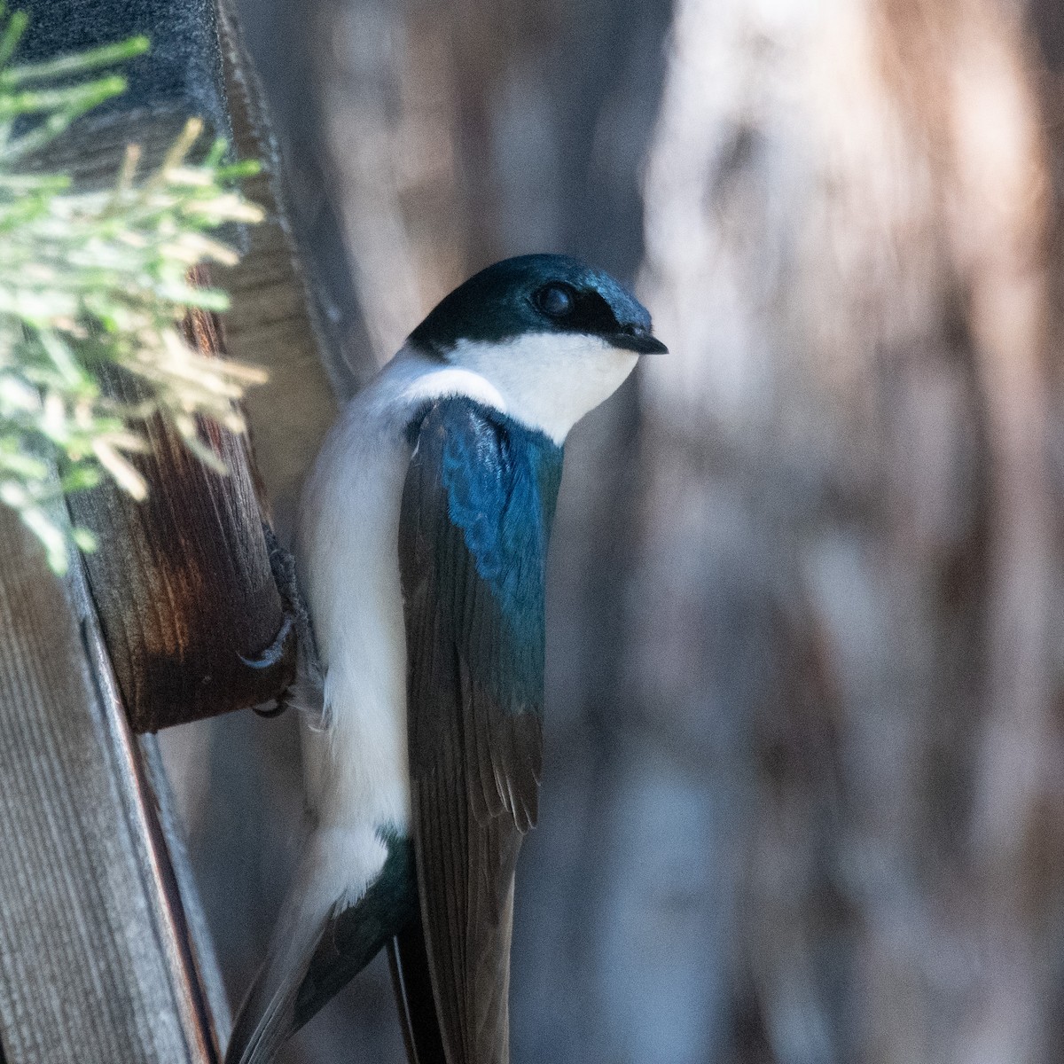 Tree Swallow - Robert Clark