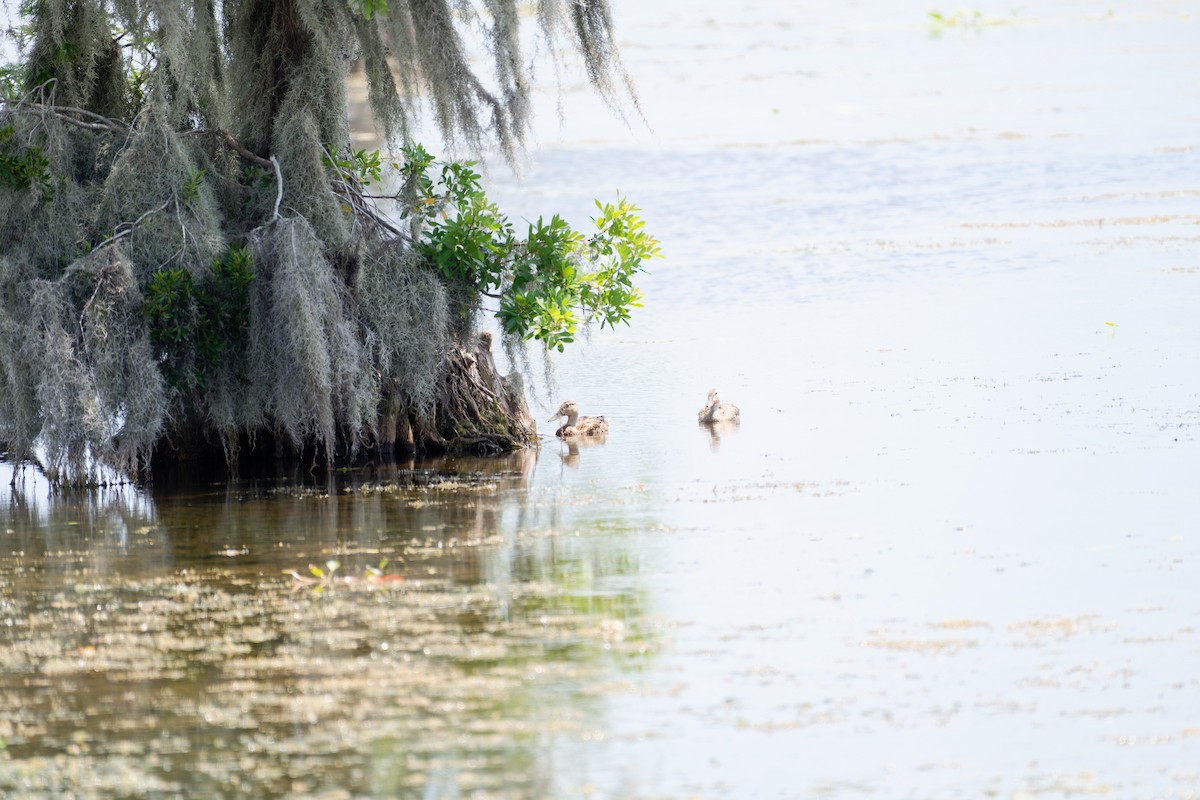 Mottled Duck (Florida) - ML620617278