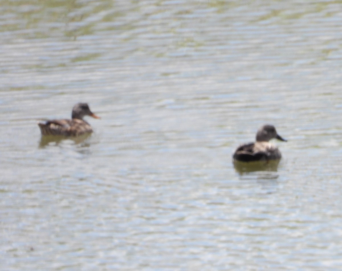 Gadwall - ML620617279