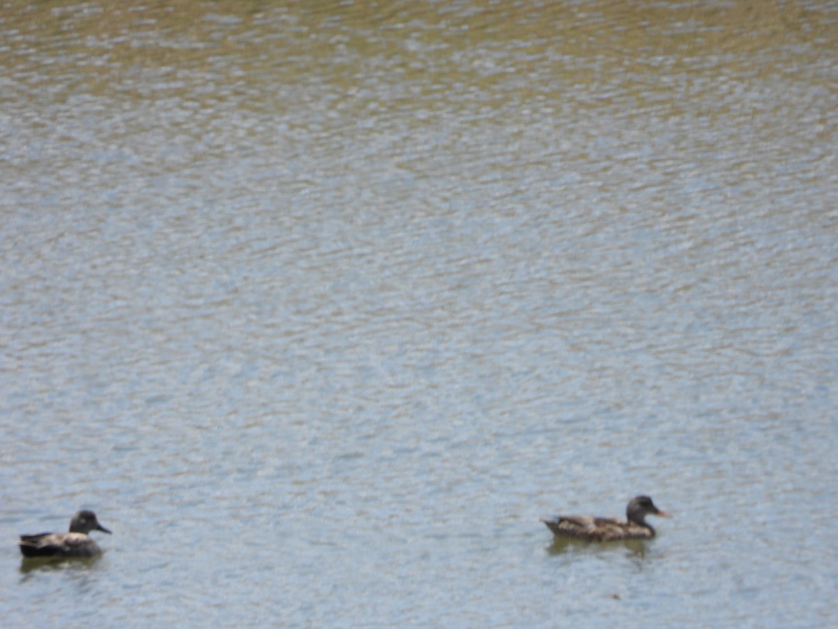 Gadwall - ML620617280