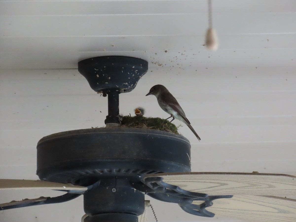 Eastern Phoebe - ML620617283