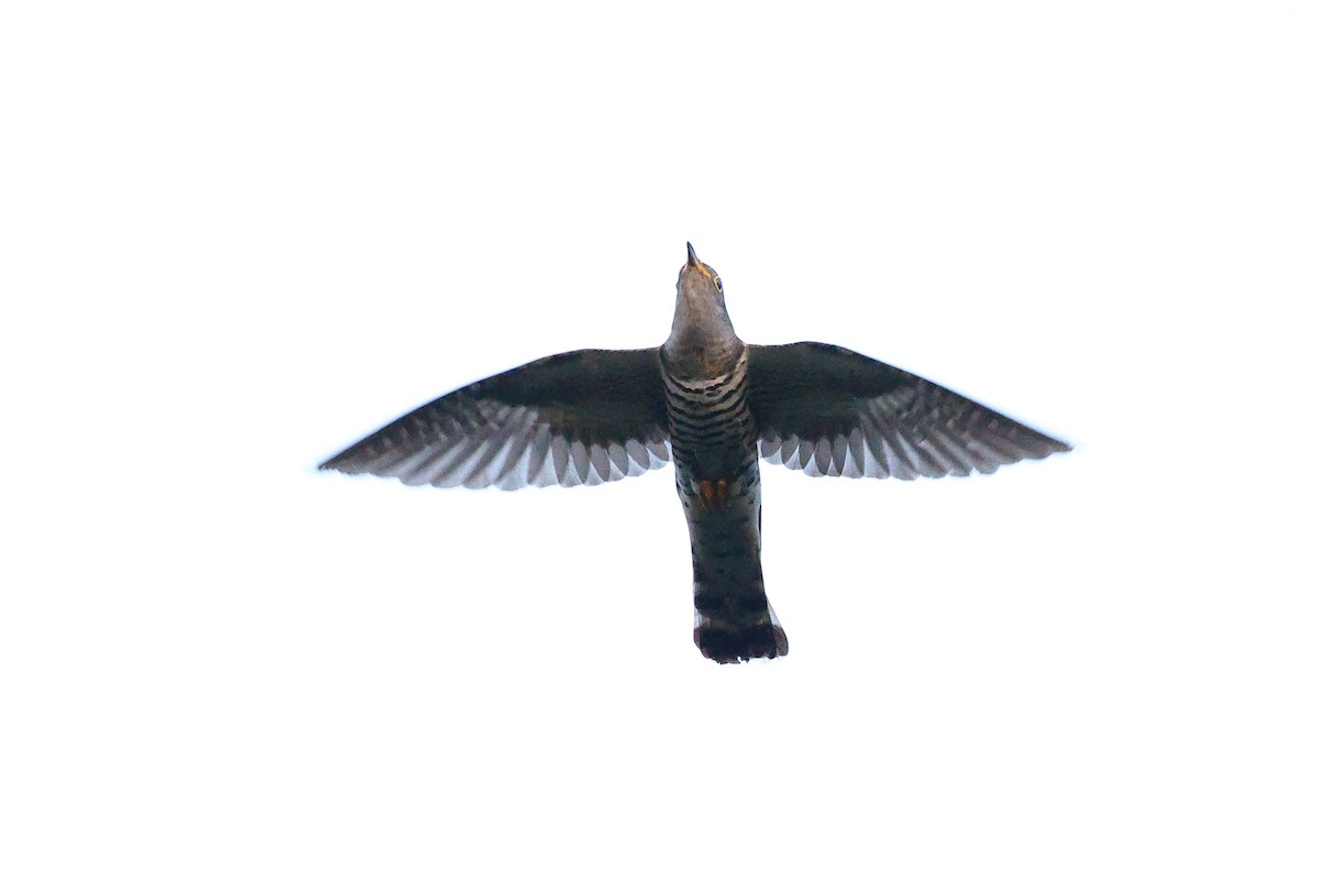Indian Cuckoo - ML620617284