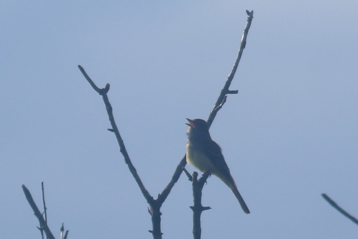 Great Crested Flycatcher - ML620617285