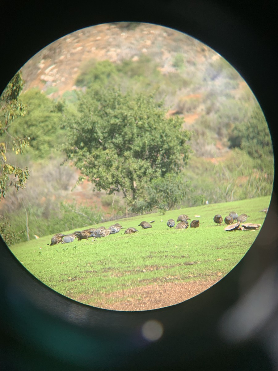 California Quail - ML620617290