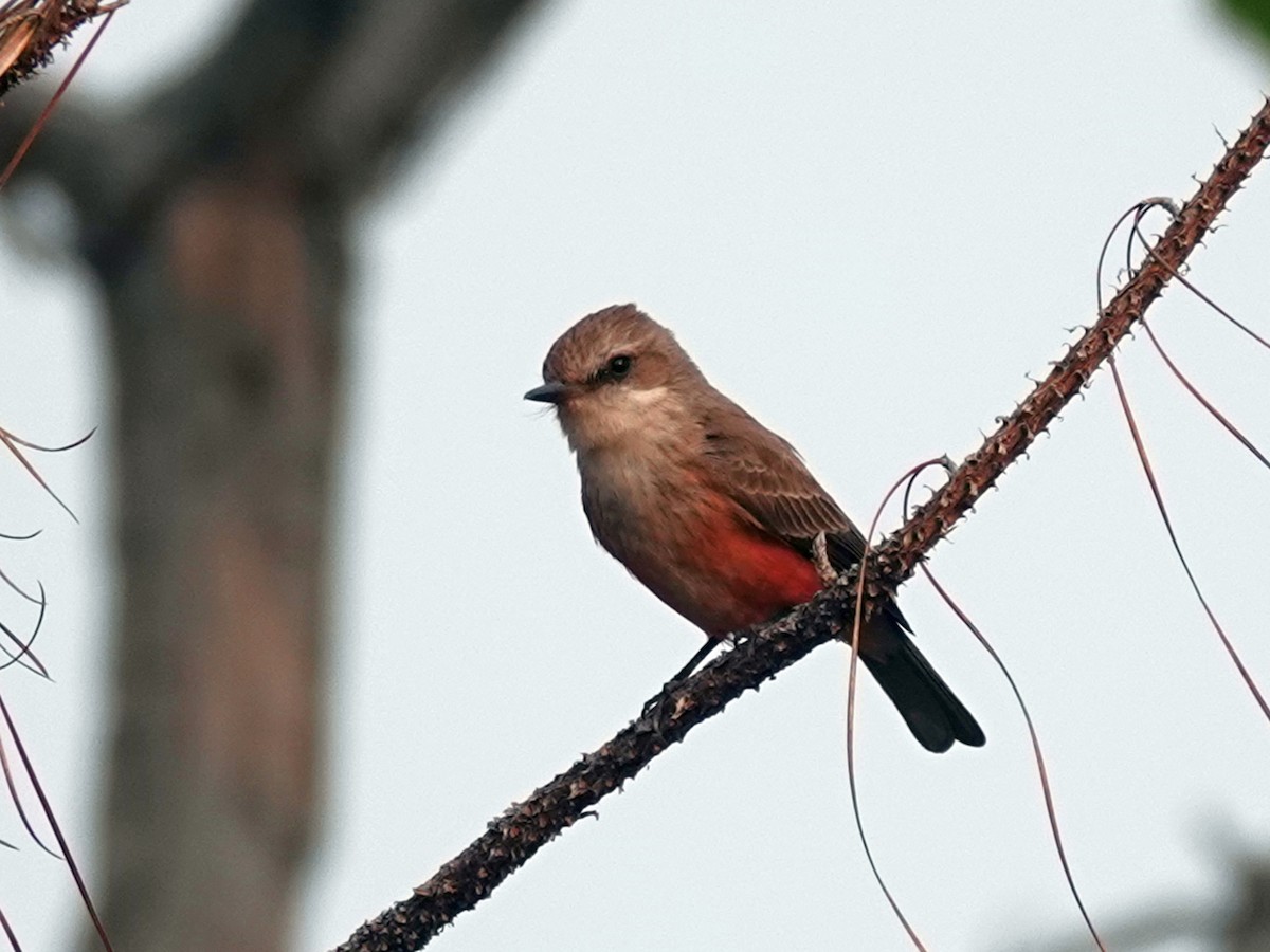 Vermilion Flycatcher - ML620617296