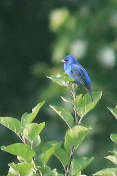 Indigo Bunting - ML620617299