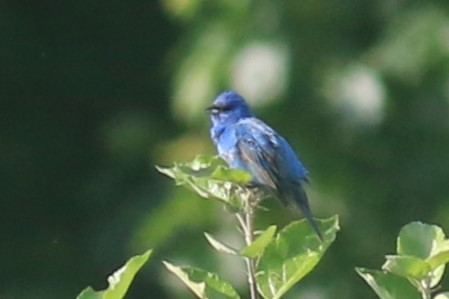 Indigo Bunting - ML620617300