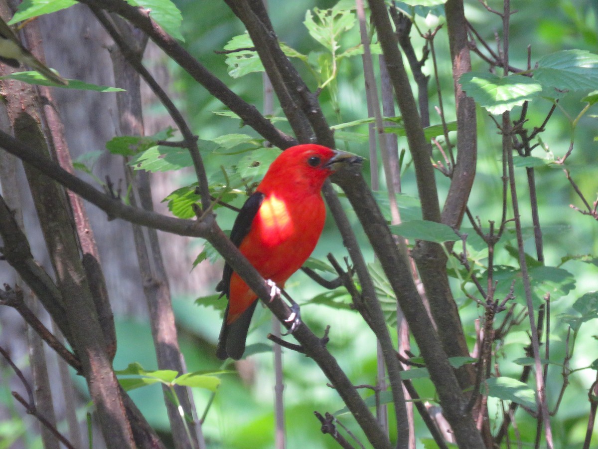 Scarlet Tanager - Anne Moretti