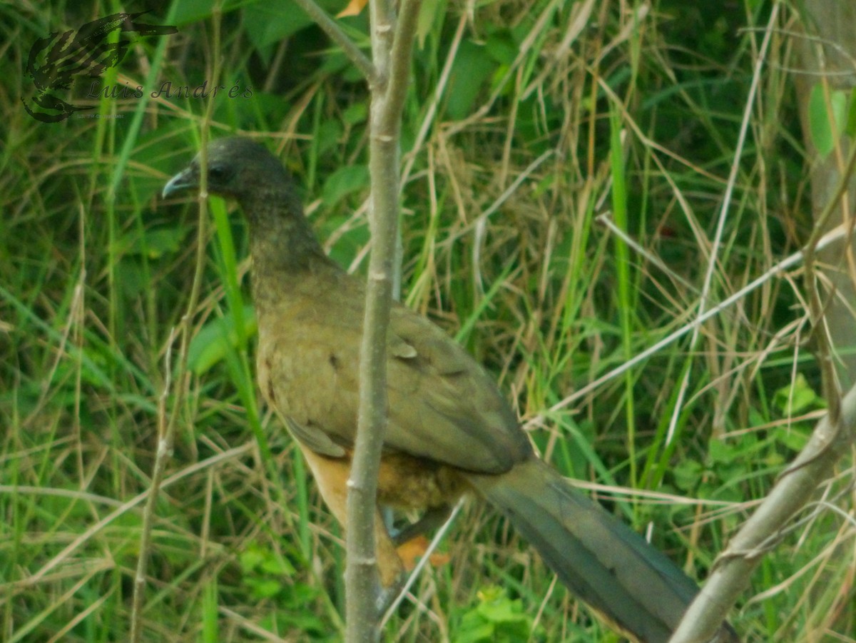 Chachalaca Norteña - ML620617309