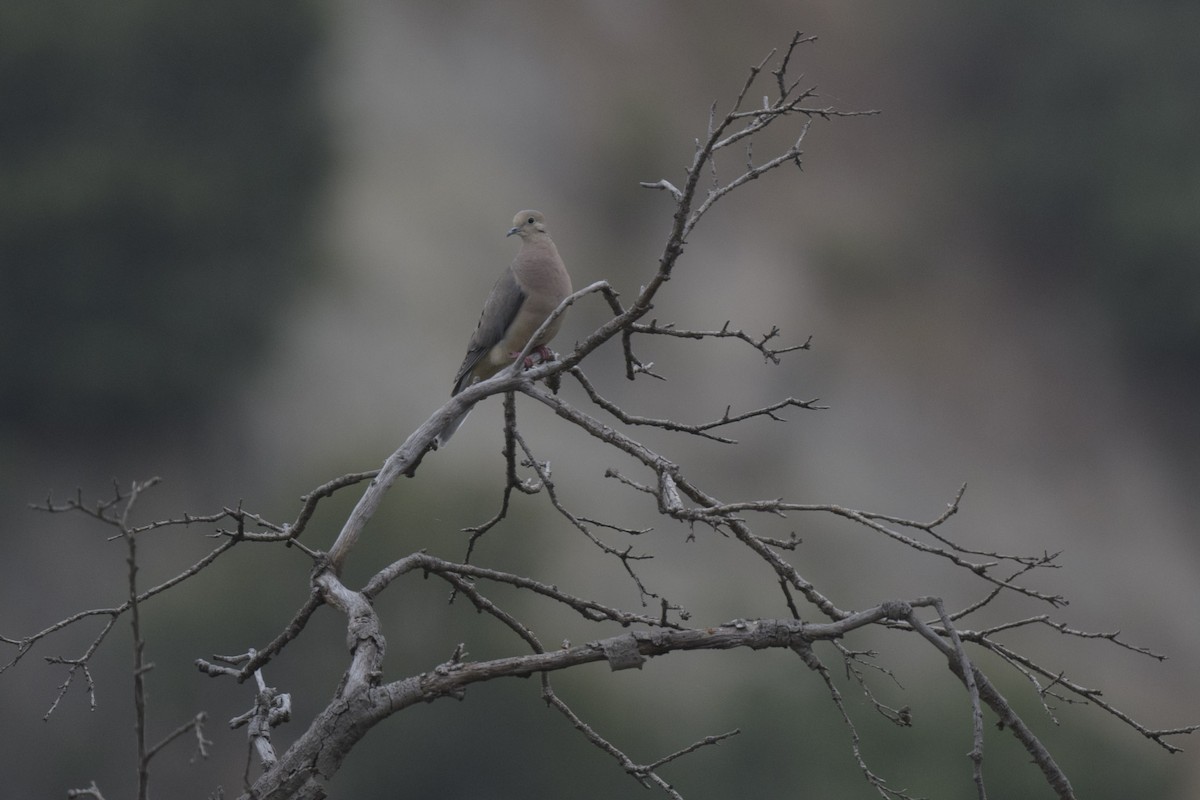 Mourning Dove - ML620617311