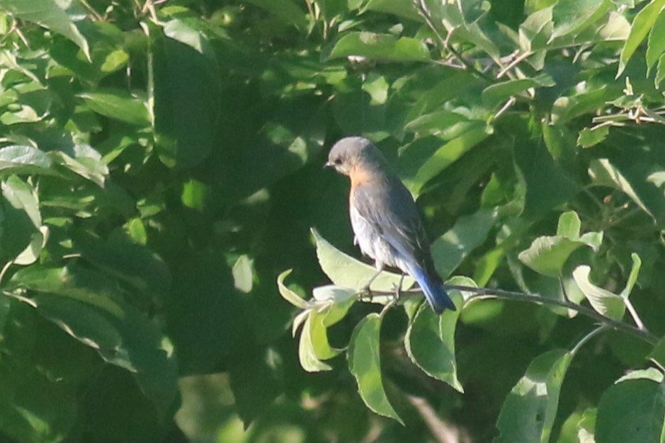 Eastern Bluebird - ML620617314