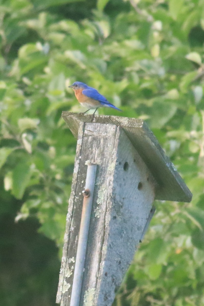 Eastern Bluebird - ML620617315