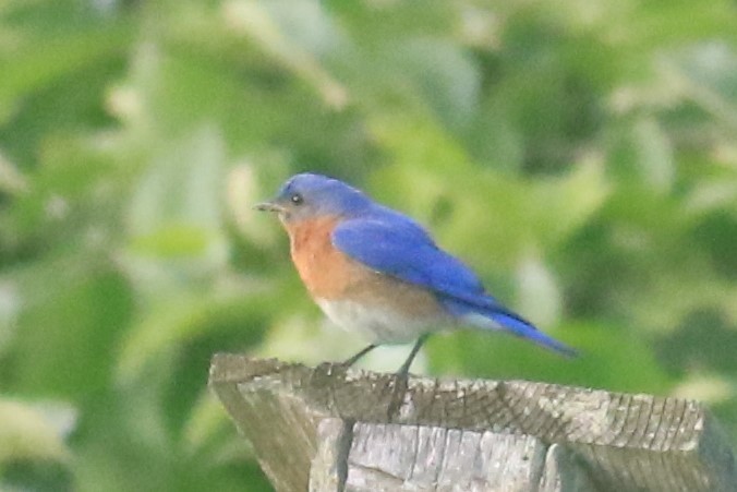 Eastern Bluebird - ML620617316