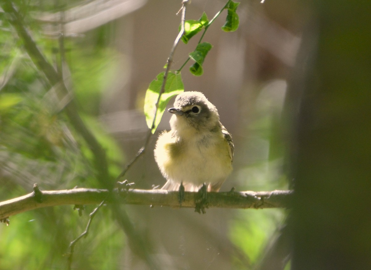 Cassin's Vireo - ML620617318