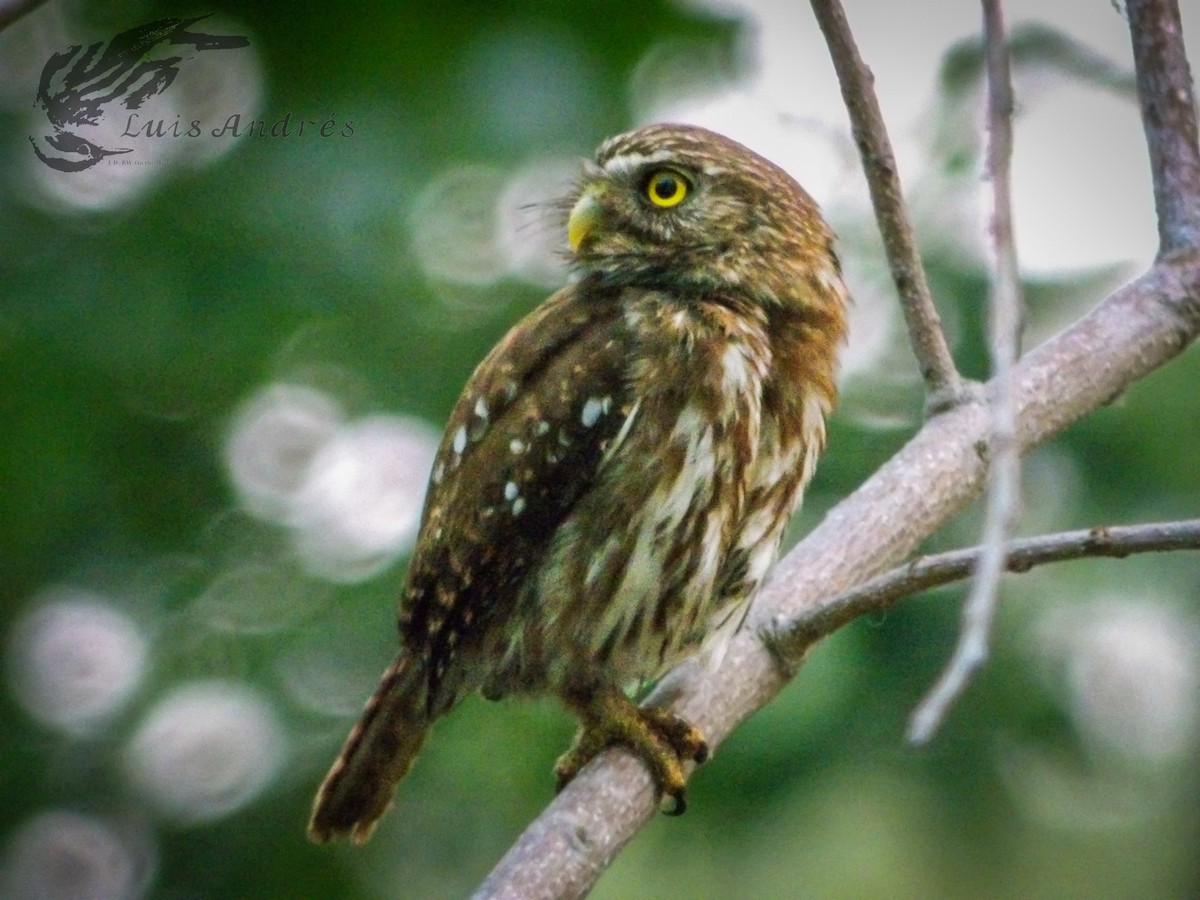 Ferruginous Pygmy-Owl (Ferruginous) - ML620617322