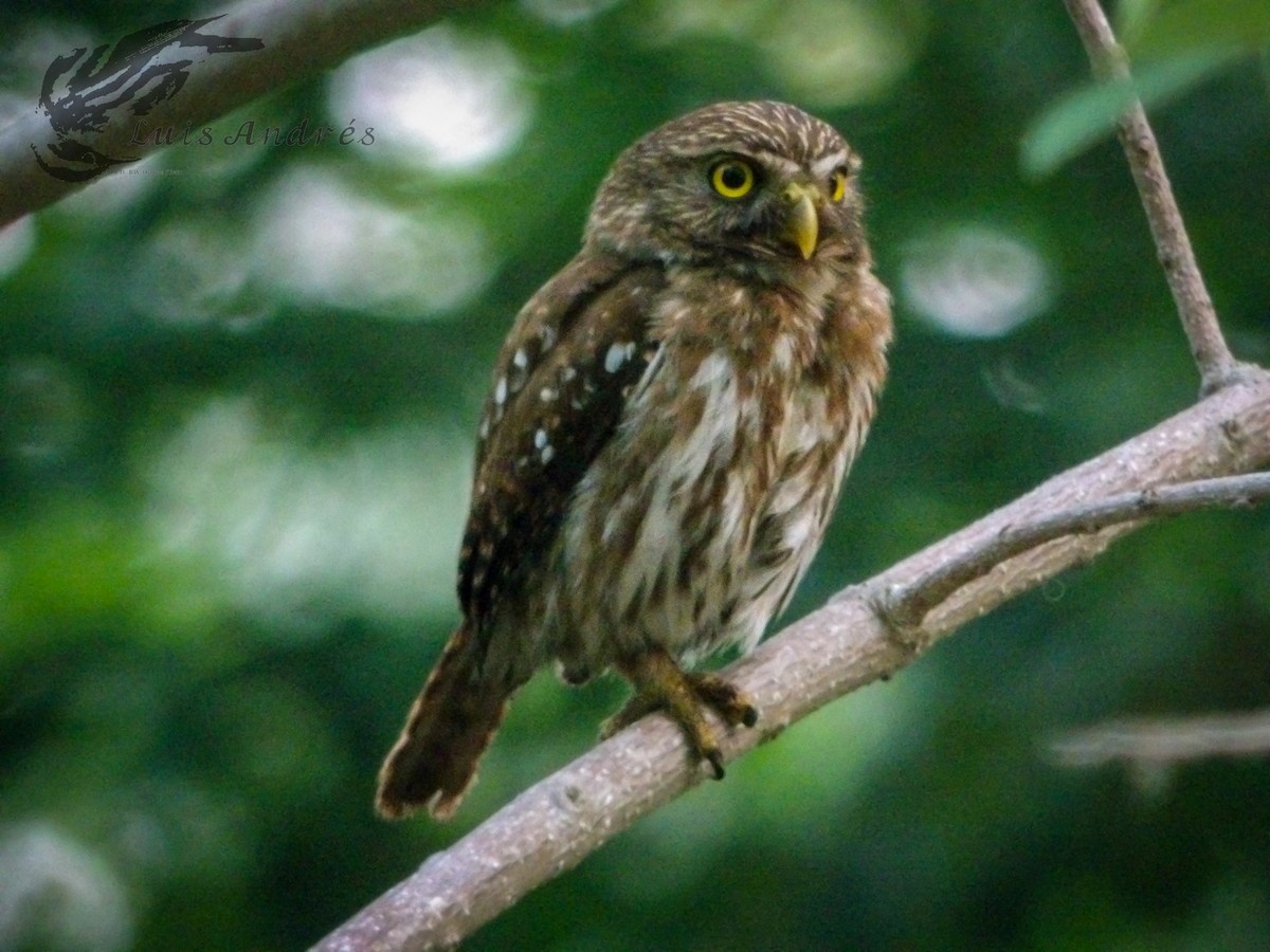Ferruginous Pygmy-Owl (Ferruginous) - ML620617323