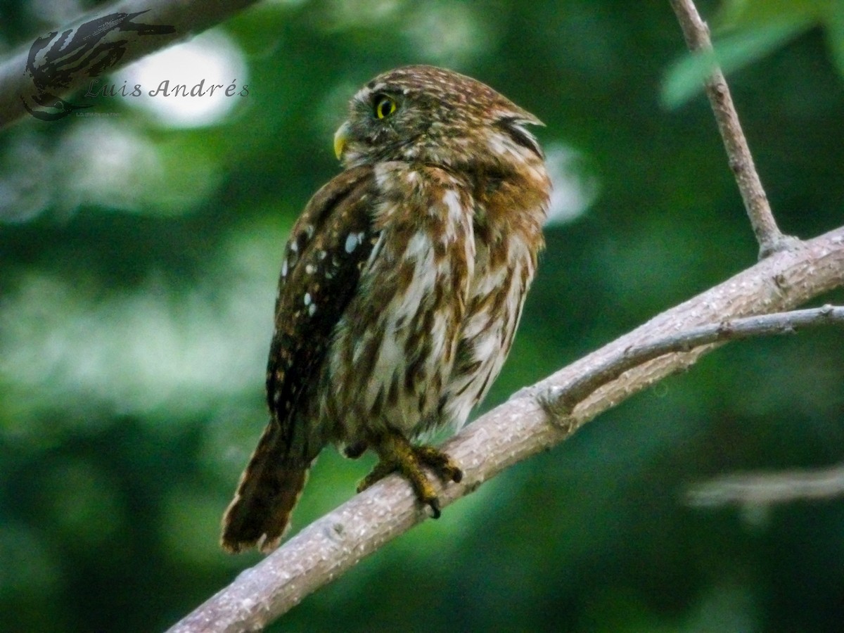 Ferruginous Pygmy-Owl (Ferruginous) - ML620617324