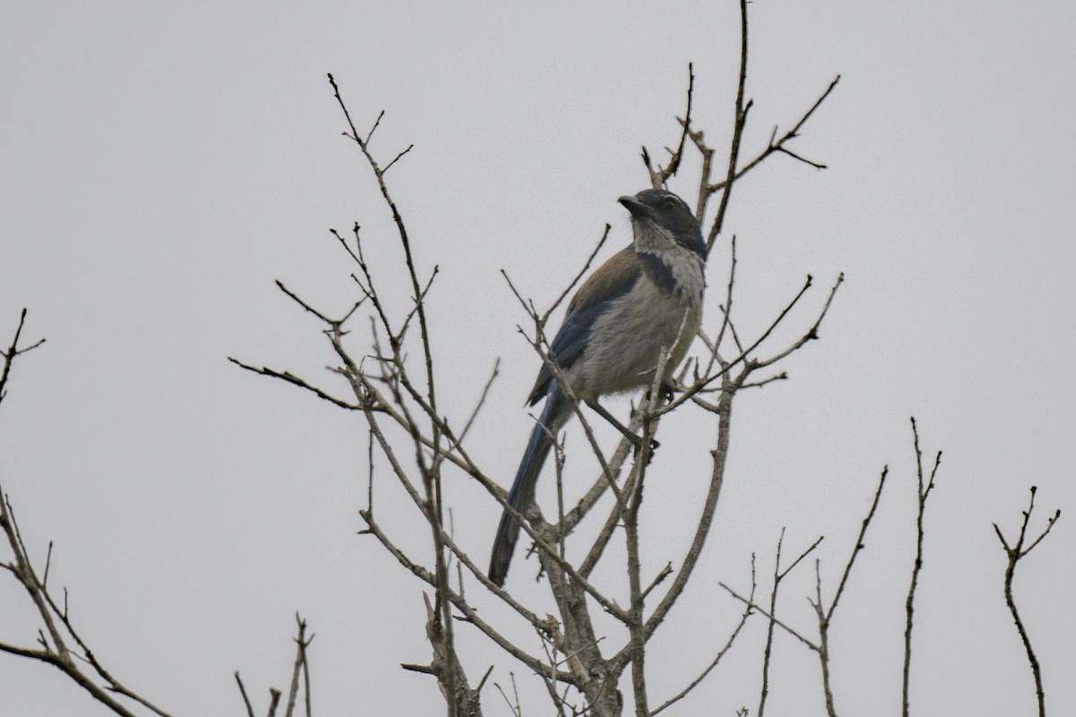 California Scrub-Jay - ML620617330