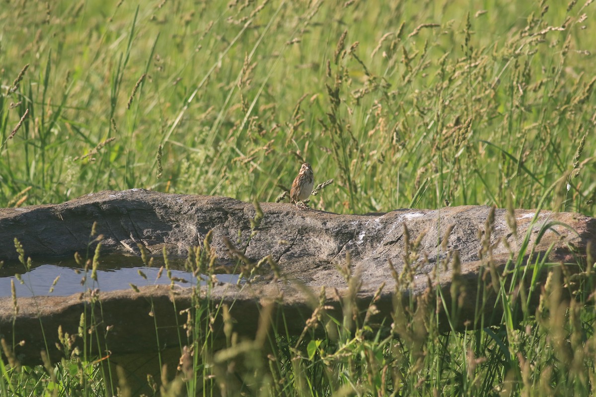 Song Sparrow - ML620617332