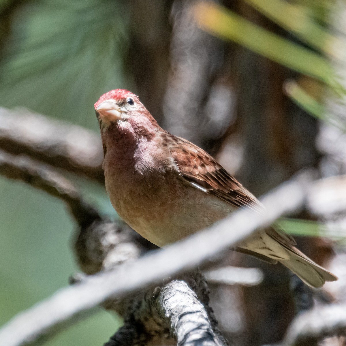 Cassin's Finch - ML620617335