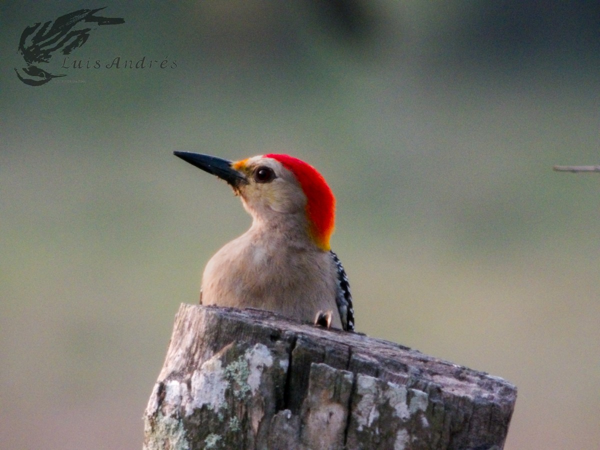 Carpintero Frentidorado (grupo santacruzi) - ML620617336