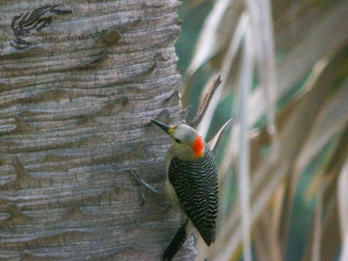Golden-fronted Woodpecker (Velasquez's) - ML620617337