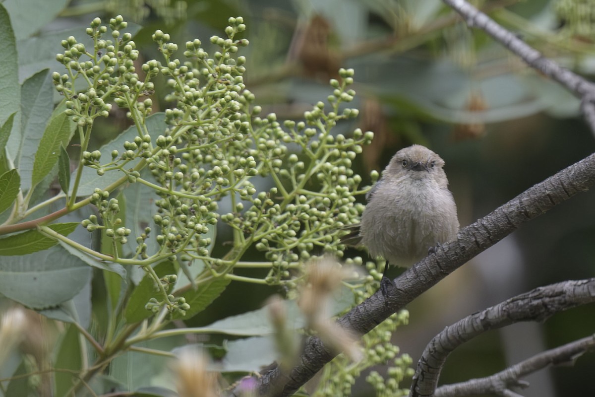 Bushtit - ML620617338