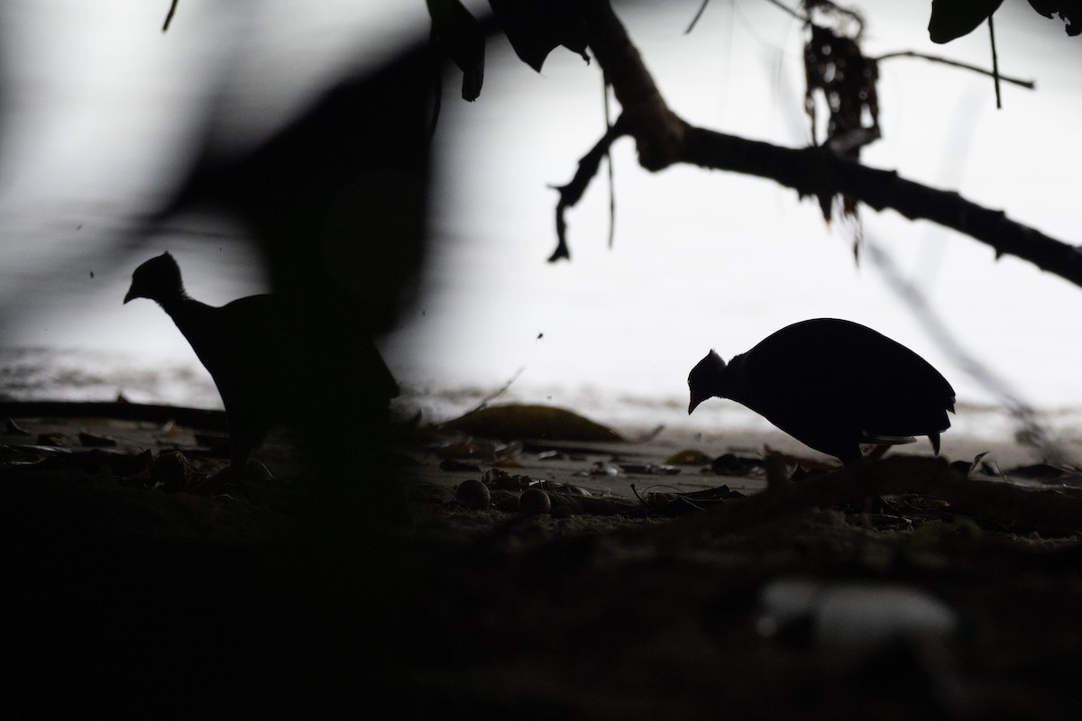 Micronesian Megapode - Doug Whitman