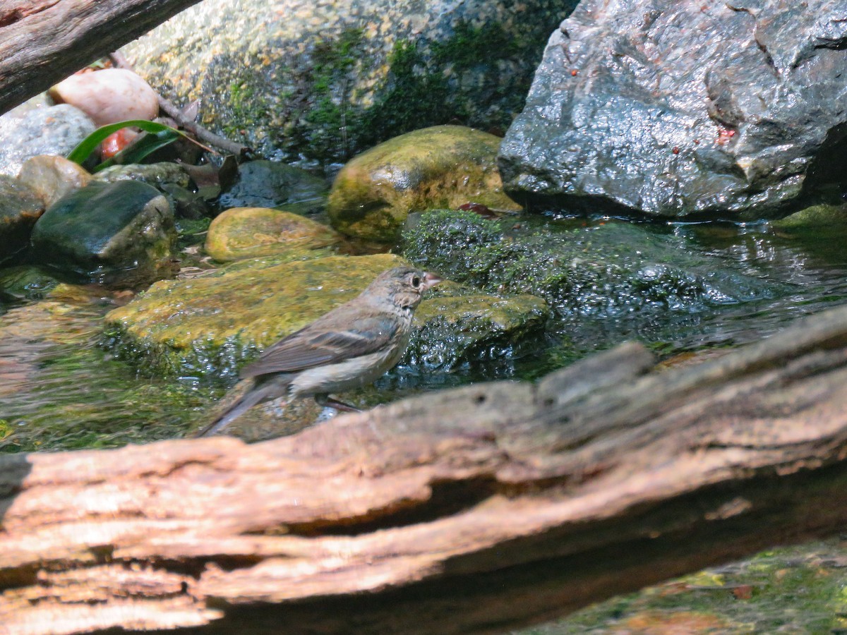 Passerin indigo - ML620617343