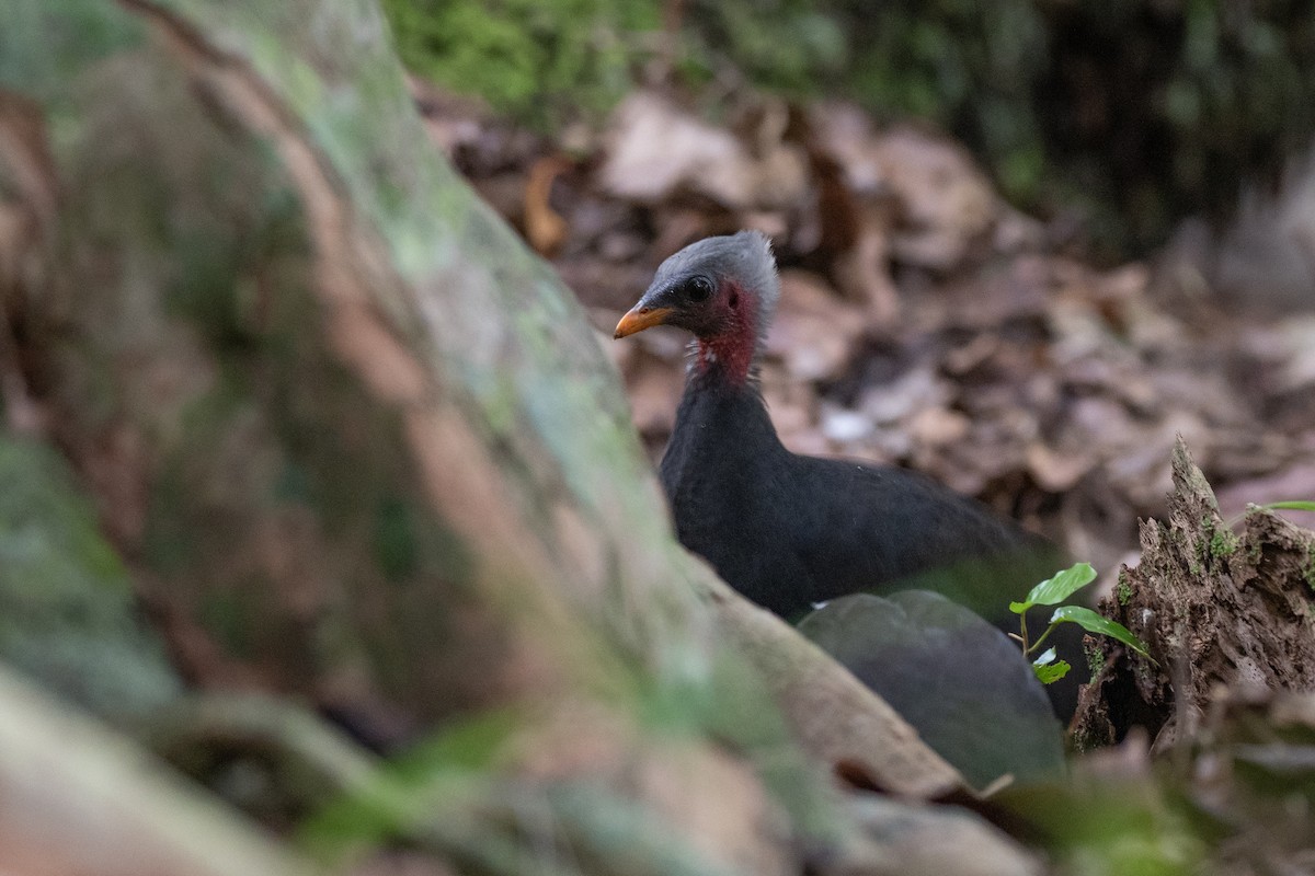 Micronesian Megapode - ML620617344