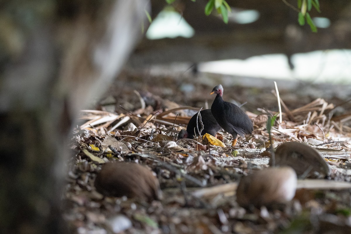 Micronesian Megapode - ML620617345