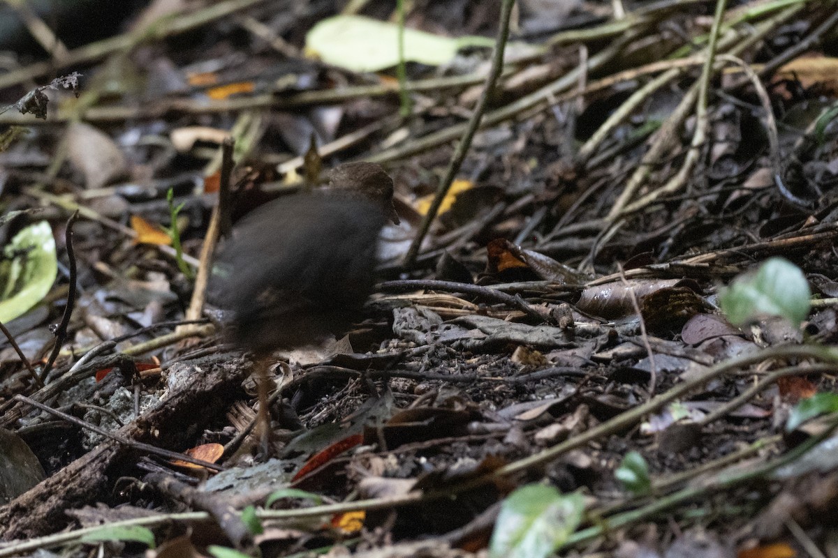 Micronesian Megapode - ML620617346