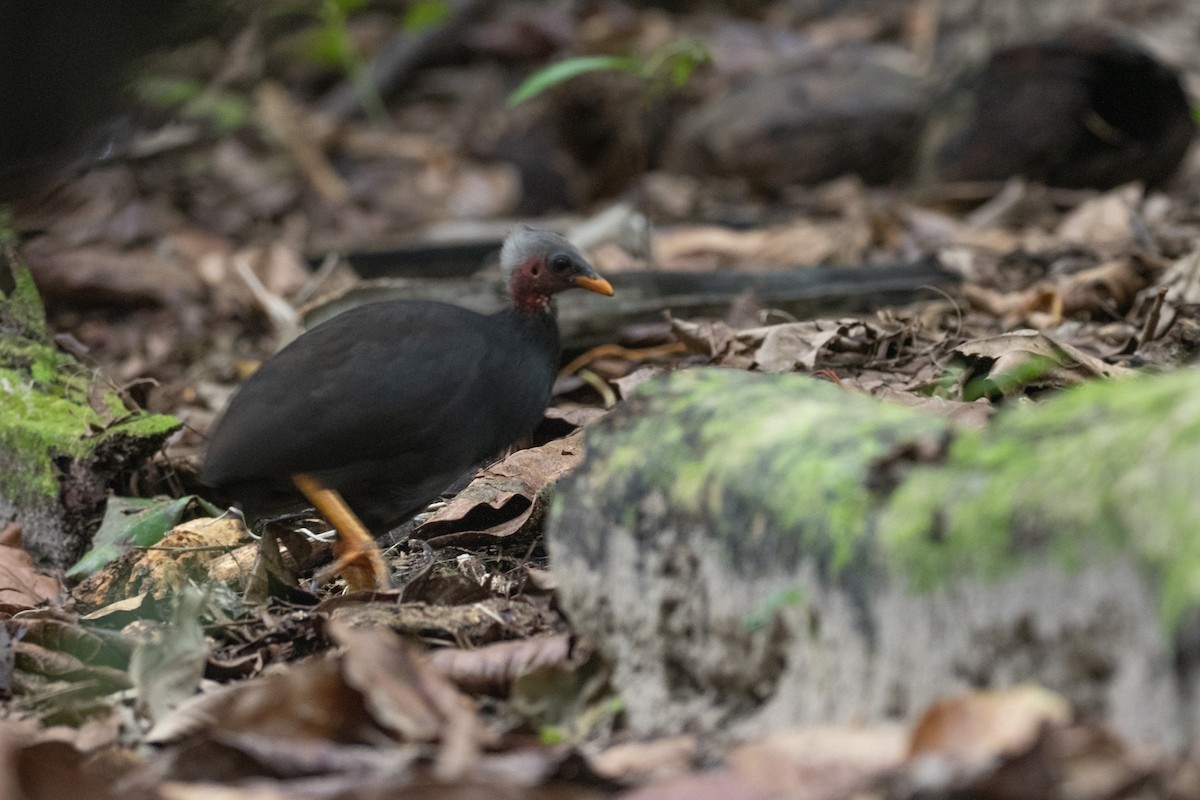 Micronesian Megapode - ML620617348