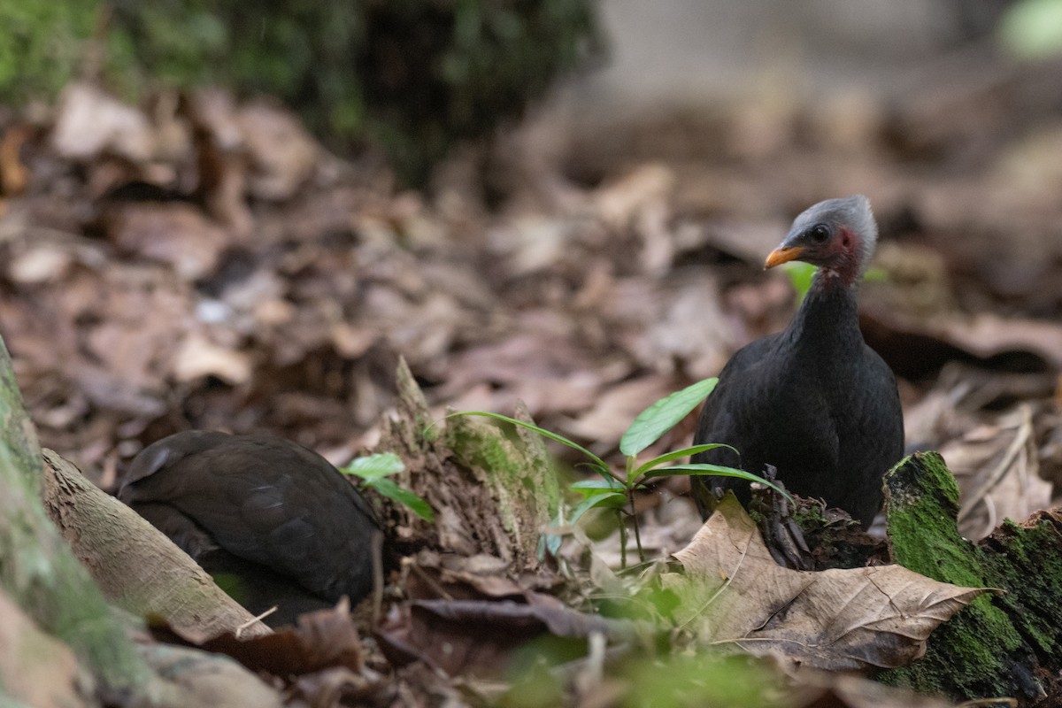 Micronesian Megapode - Doug Whitman