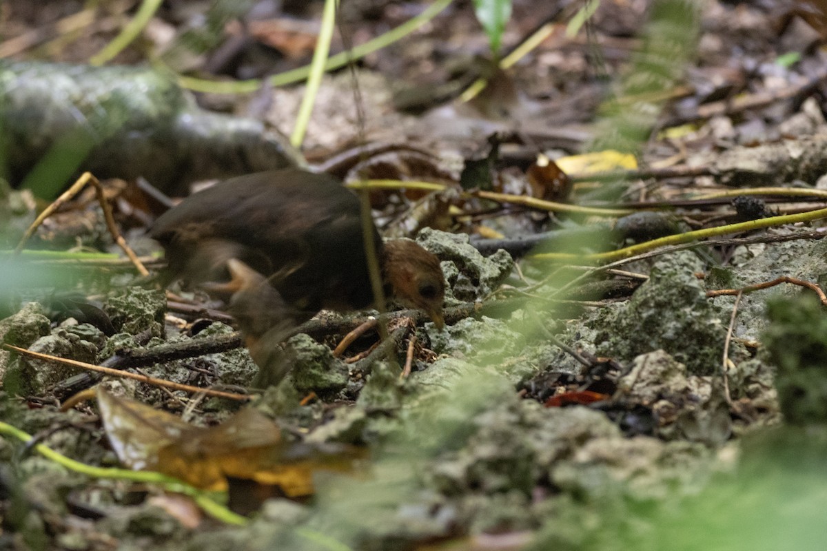 Micronesian Megapode - ML620617351